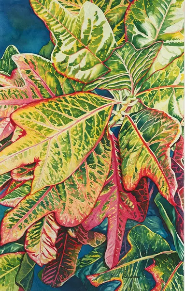 Colourful croton leaves.