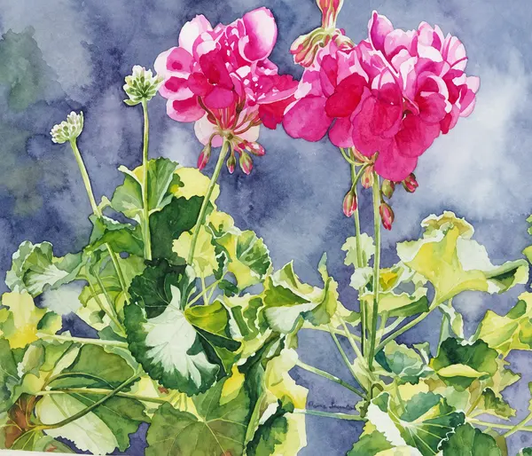 Pink geranium flowers.